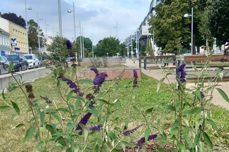 Sommerblumen am Liesinger Anger