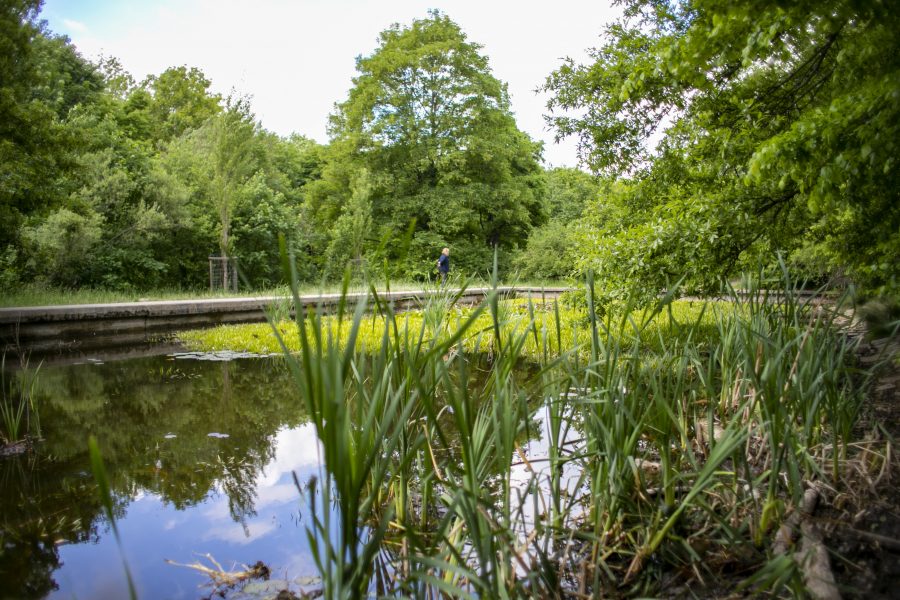 Schilf im Vordergrund, dann das Wasser des Pappelteiches und Bäume im Hintergrund.
