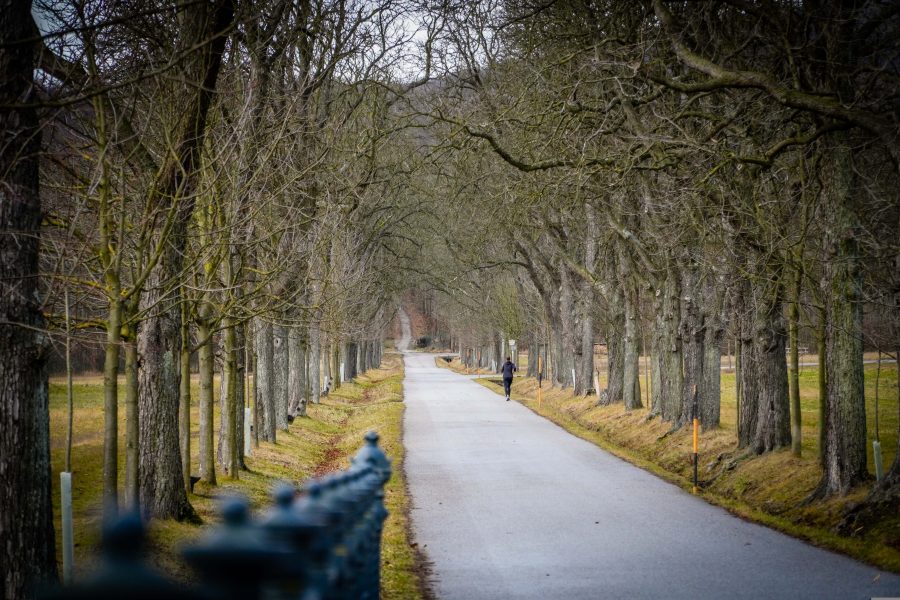Allee mit Weg und Läufer im Winter im Lainzer Tiergarten