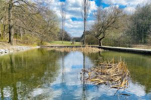 Pappelteich im Vordergrund, Pappeln im Hintergrund