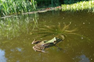 Frosch im Wasser von links nach rechts schwimmend