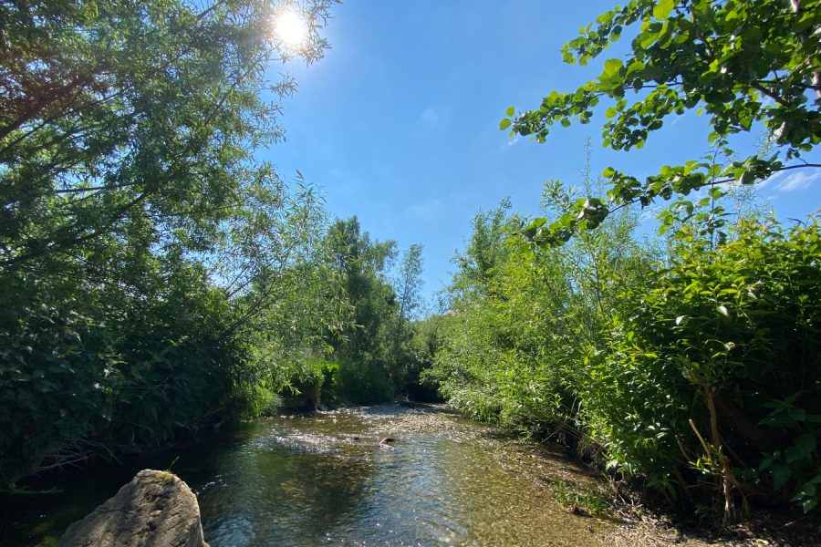 renaturierten Liesingbach mittig, links und rechts Büsche, links oben die Sonne