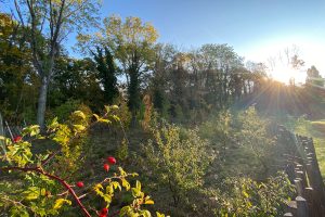 Obsdbäume und Sträucher im Sonnenaufgang