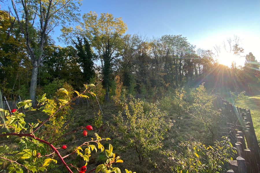 Obsdbäume und Sträucher im Sonnenaufgang