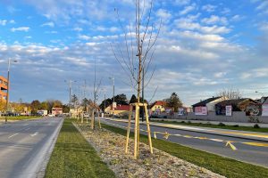 Bäume auf Mittelstreifen zwischen Fahrbahnen mit Wiese