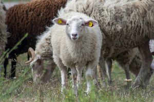 ein kleinese Schaf blickt direkt in die Kamera, weitere Schafe grasen in Hintergrund