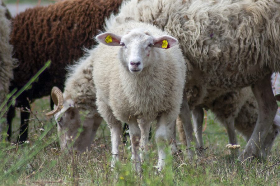 ein kleinese Schaf blickt direkt in die Kamera, weitere Schafe grasen in Hintergrund