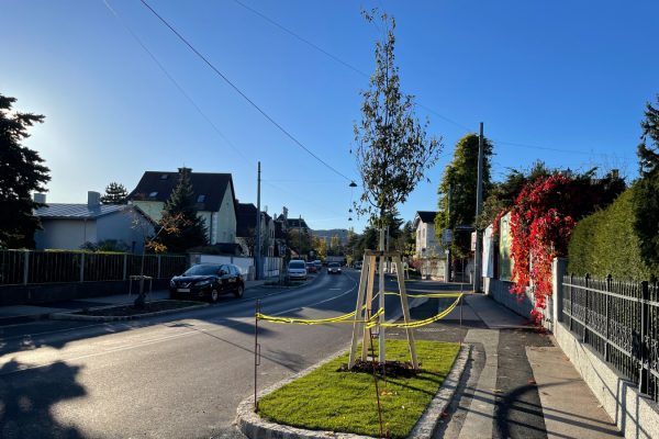 Baum mit Grüninsel im Vordergrund, links die sanierte Ketzergasse